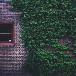 Descubra a Planta Que Traz um Ar Europeu para Qualquer Espaço