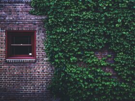 Descubra a Planta Que Traz um Ar Europeu para Qualquer Espaço