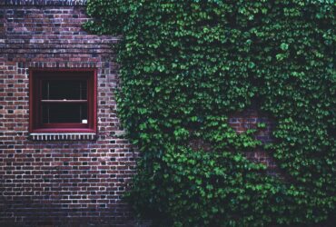 Descubra a Planta Que Traz um Ar Europeu para Qualquer Espaço