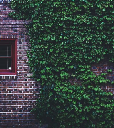 Descubra a Planta Que Traz um Ar Europeu para Qualquer Espaço