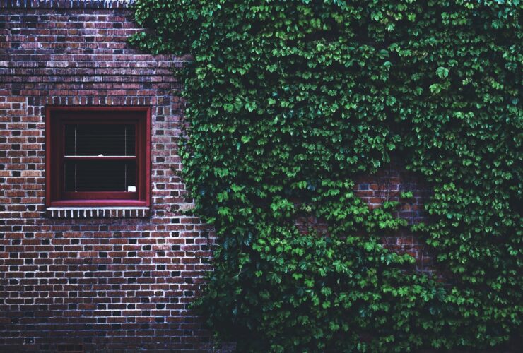 Descubra a Planta Que Traz um Ar Europeu para Qualquer Espaço